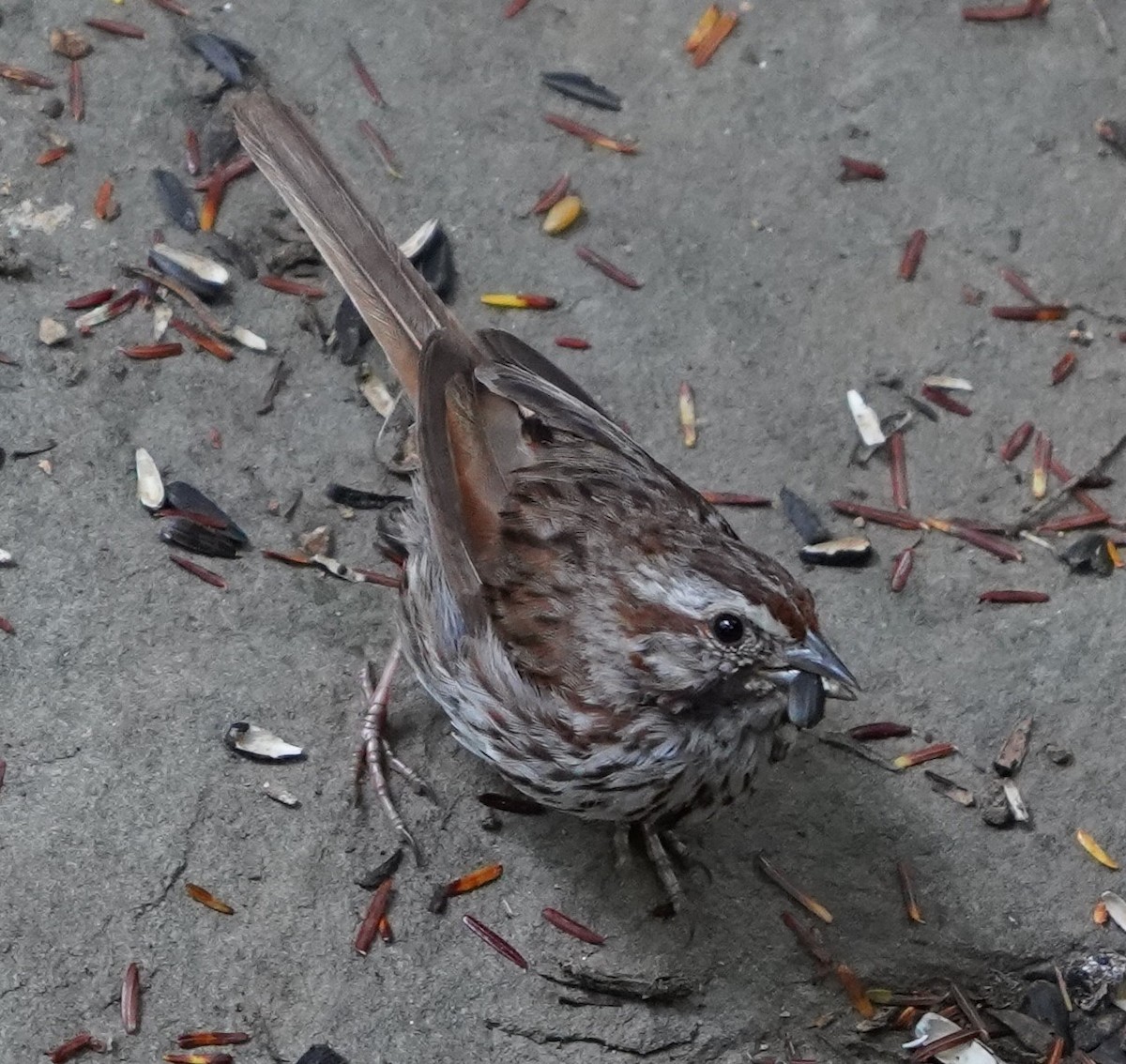 Song Sparrow - ML640746295