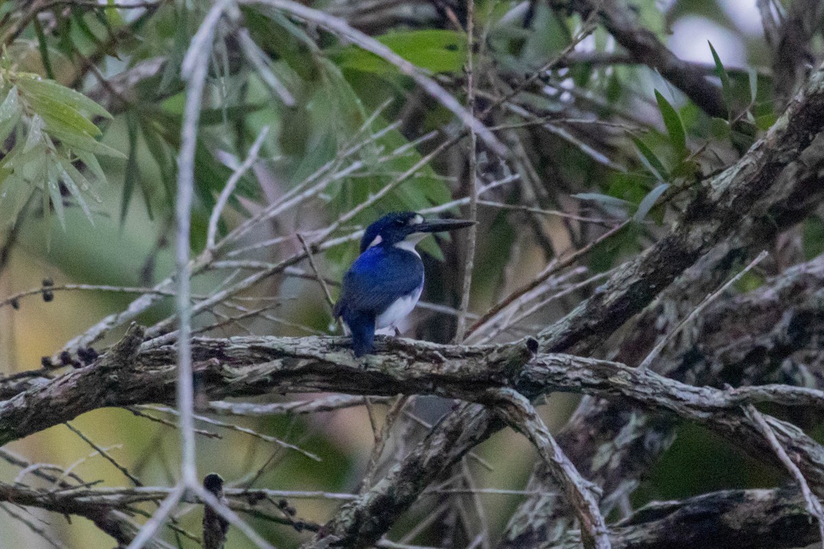Little Kingfisher - ML640746305