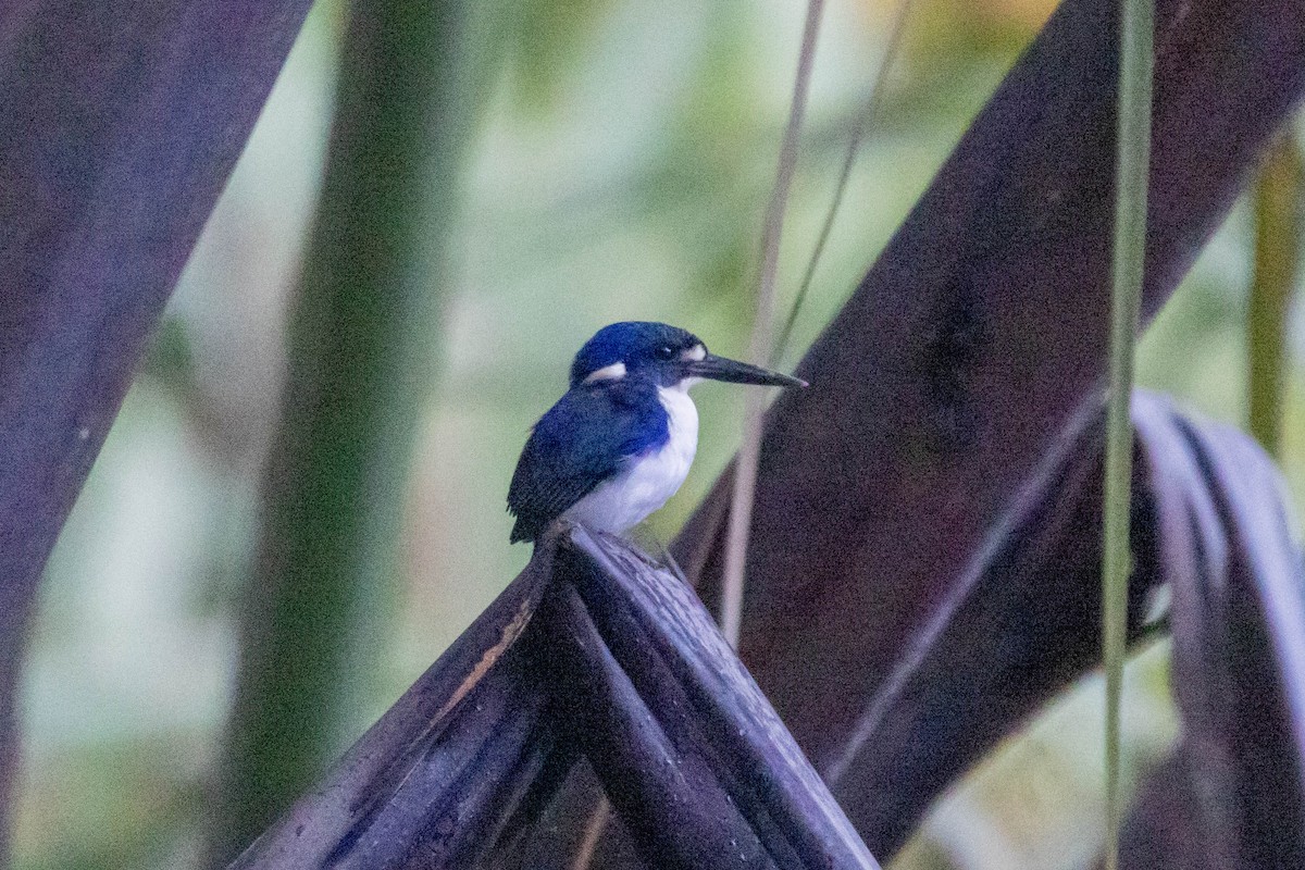 Little Kingfisher - ML640746306