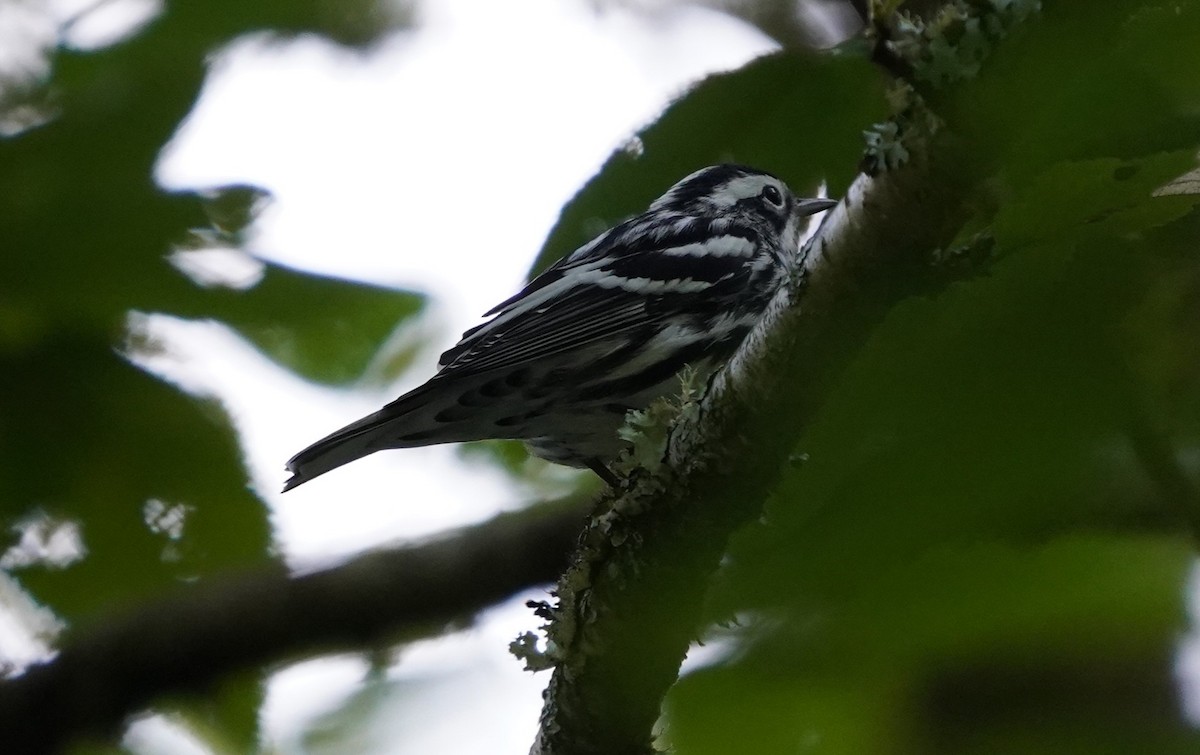Black-and-white Warbler - ML640746321