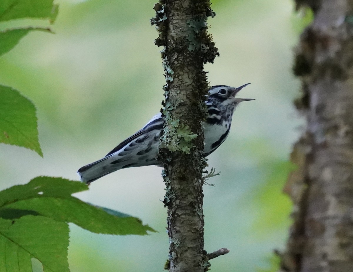 Black-and-white Warbler - ML640746322
