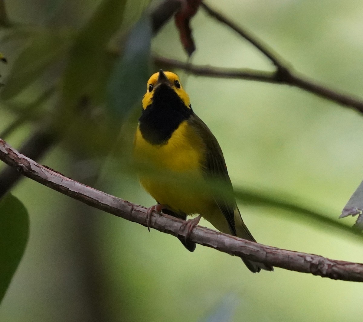 Hooded Warbler - ML640746327