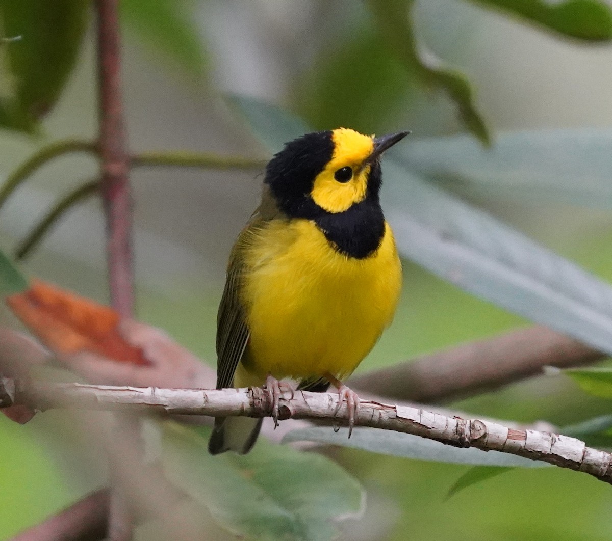 Hooded Warbler - ML640746331