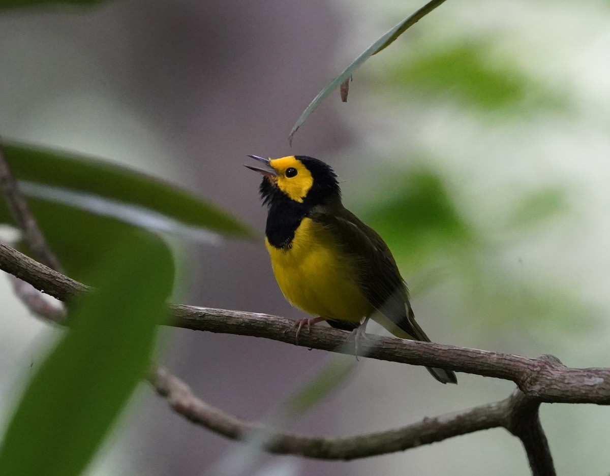 Hooded Warbler - ML640746332