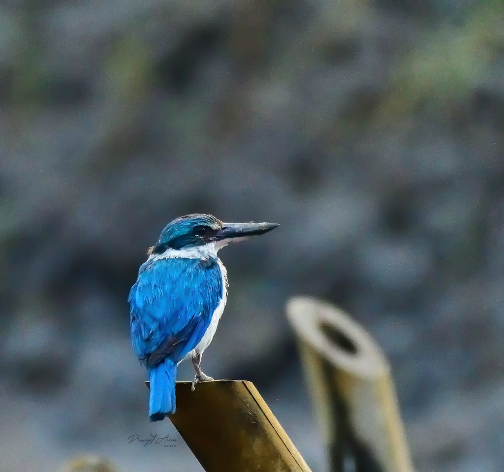 Collared Kingfisher - ML640746334