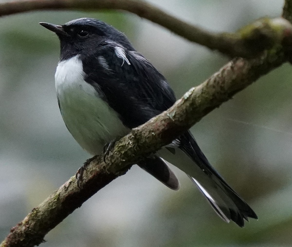 Black-throated Blue Warbler - ML640746340