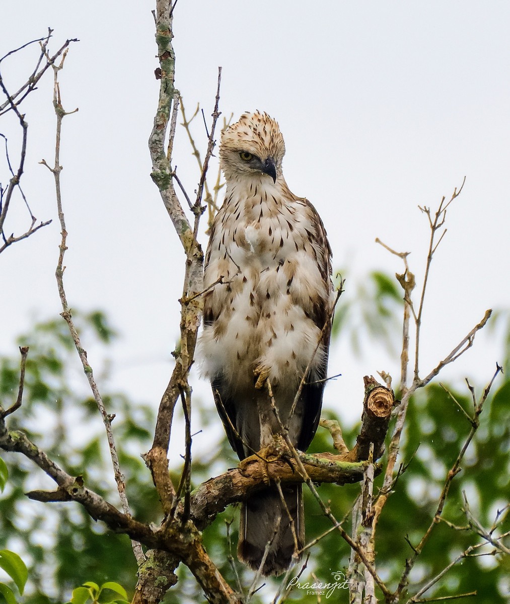 Changeable Hawk-Eagle - ML640746346