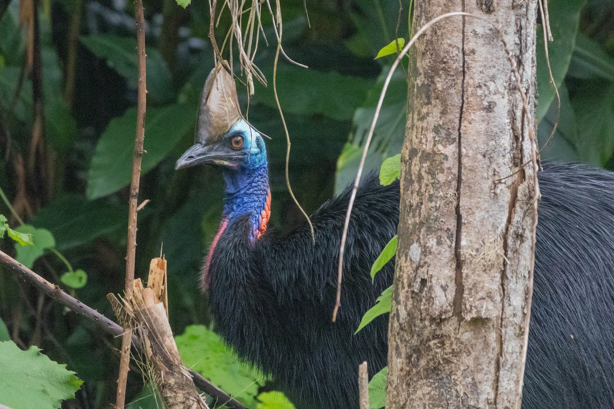 Southern Cassowary - ML640746366