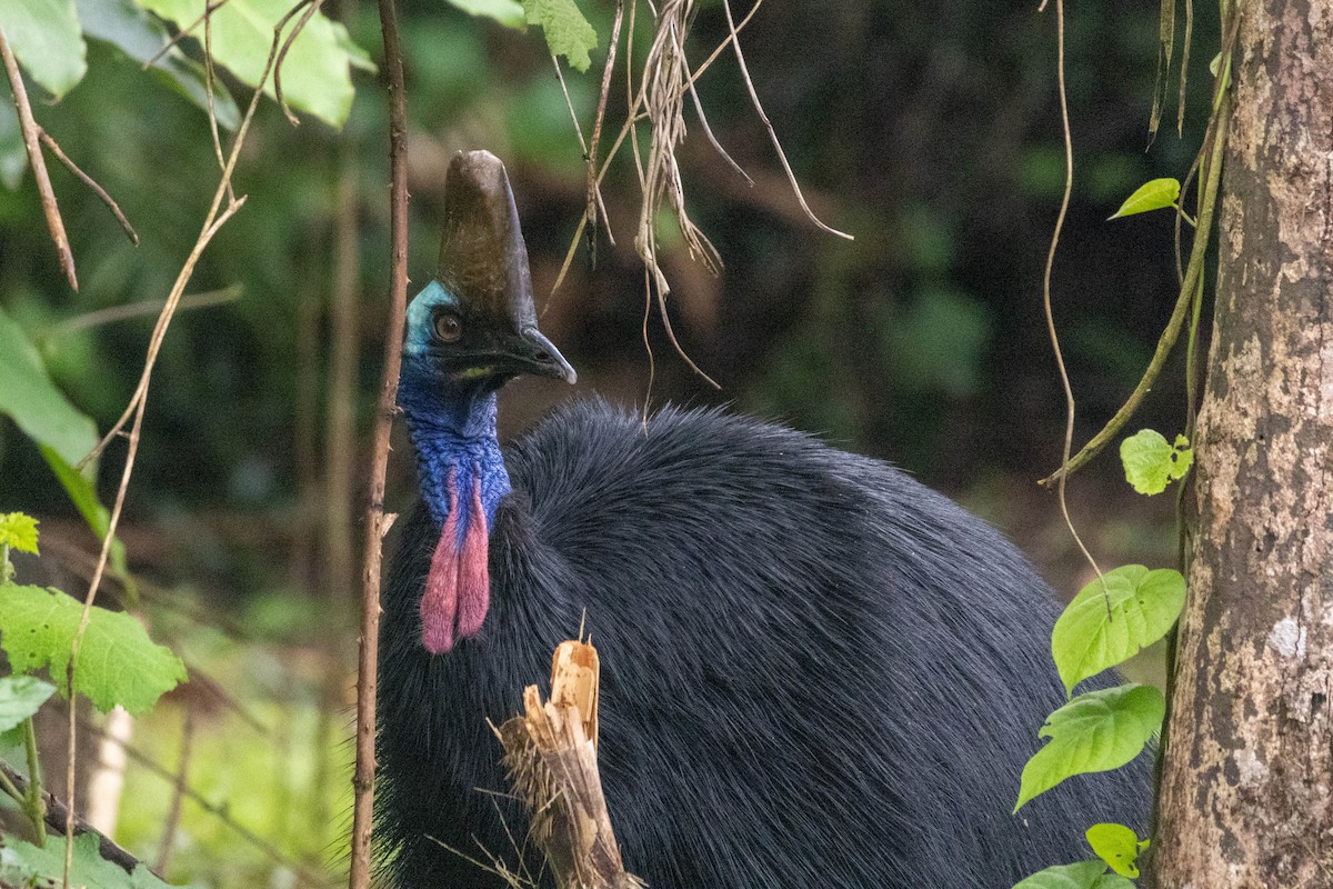 Southern Cassowary - ML640746367