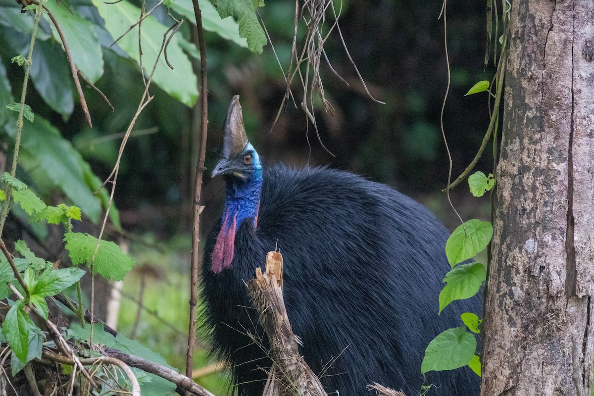 Southern Cassowary - ML640746368