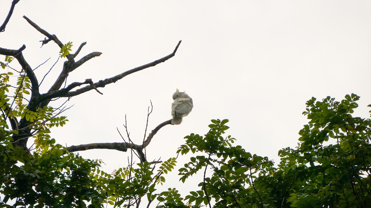 Yellow-crested Cockatoo - ML640746376