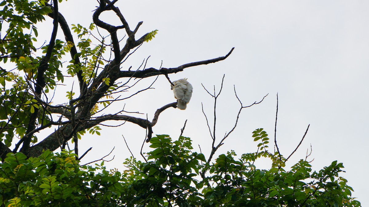 Yellow-crested Cockatoo - ML640746377
