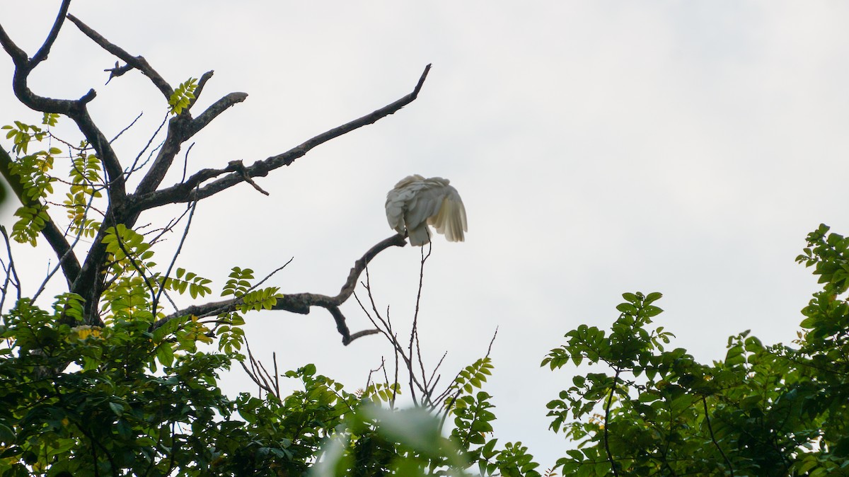 Yellow-crested Cockatoo - ML640746378