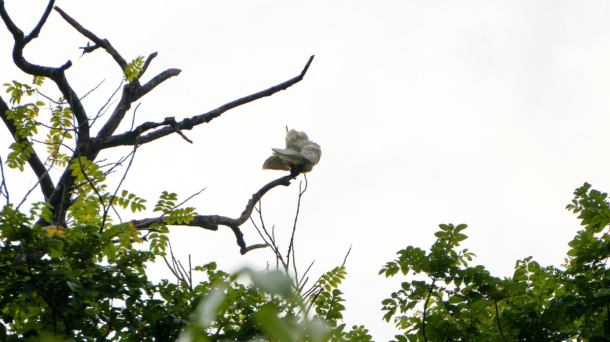 Yellow-crested Cockatoo - ML640746379