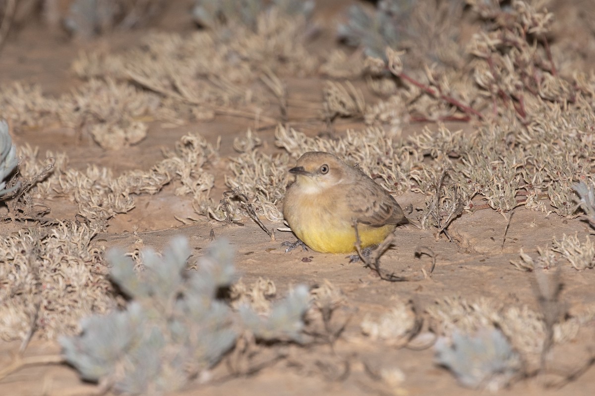 Gibberbird - ML640746390