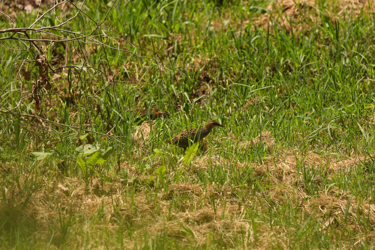 Buff-banded Rail - ML640746394