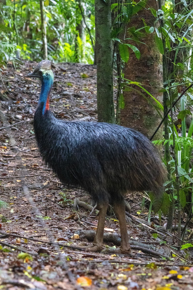 Southern Cassowary - ML640746436