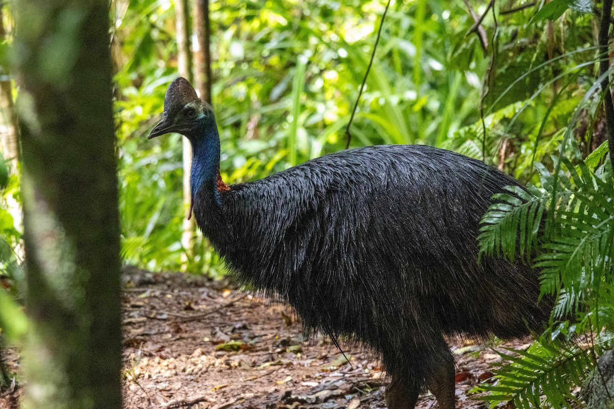Southern Cassowary - ML640746437