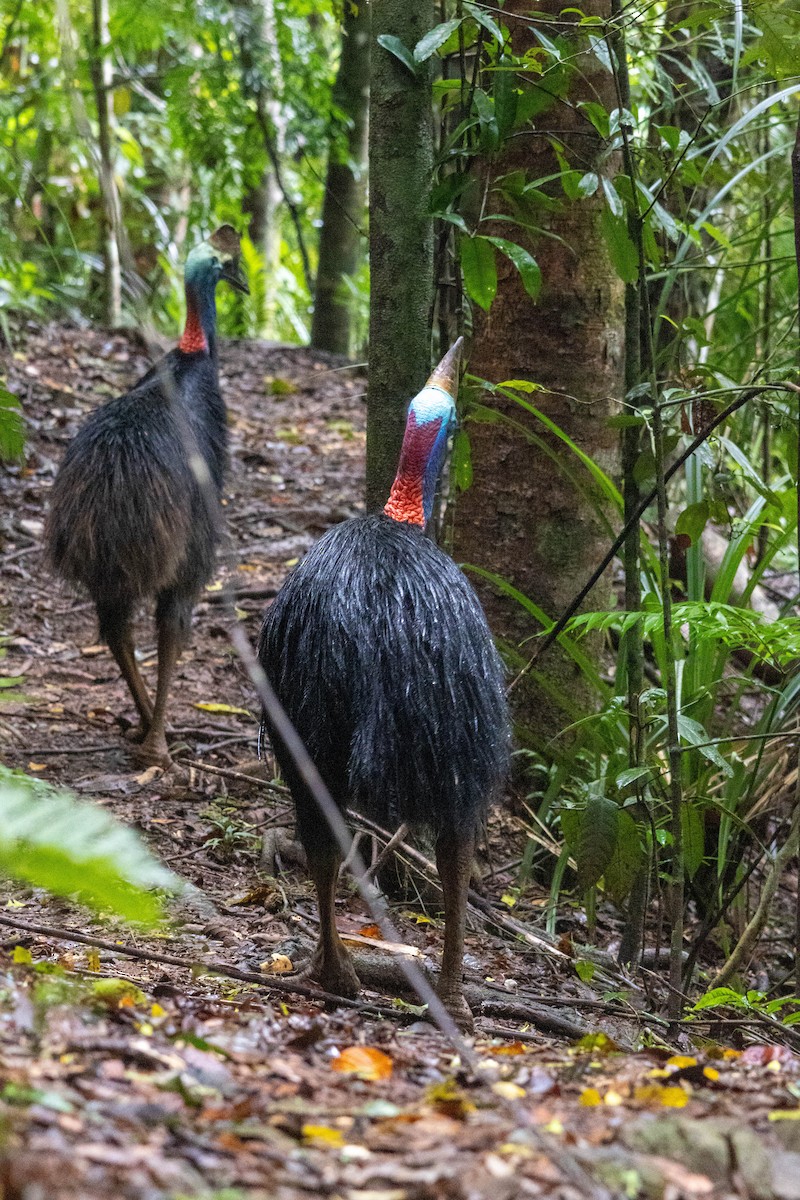 Southern Cassowary - ML640746438