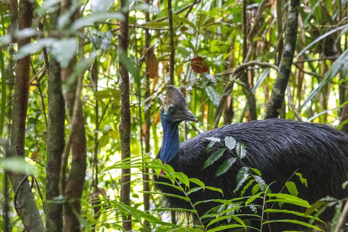 Southern Cassowary - ML640746439