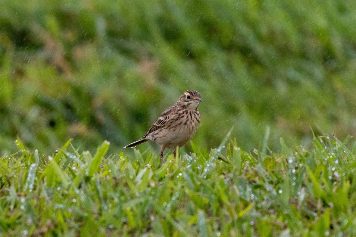 Australian Pipit - ML640746468