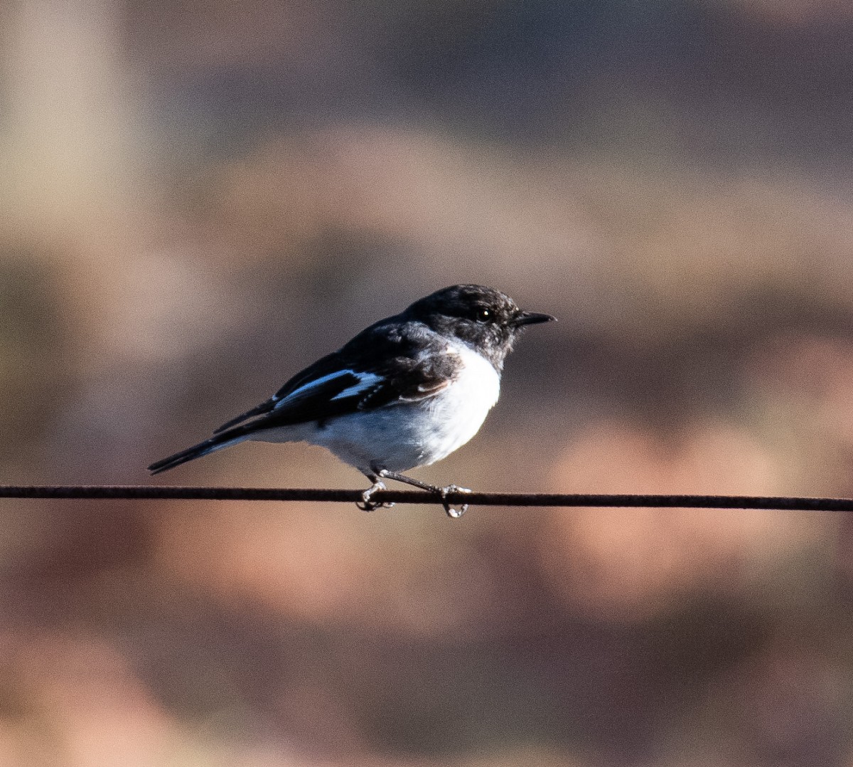 Hooded Robin - ML640746474