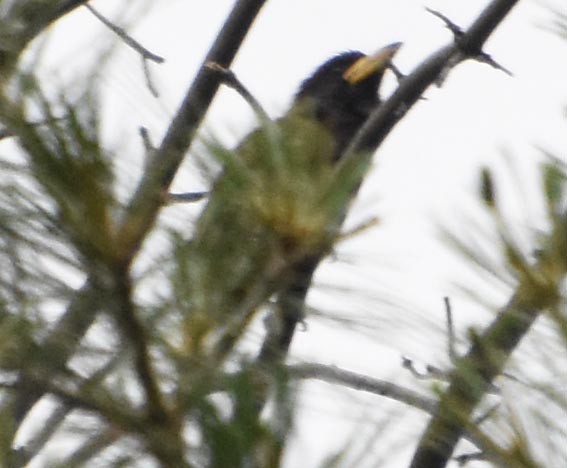 Great Barbet - ML640746477