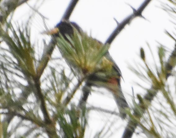 Great Barbet - ML640746480