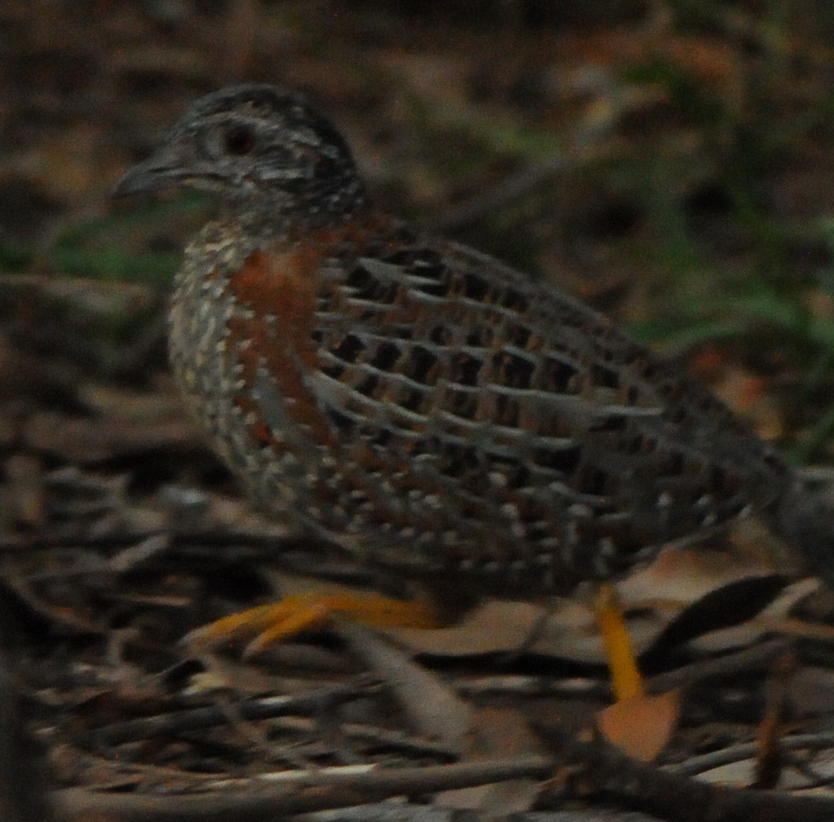 Painted Buttonquail - ML640746485