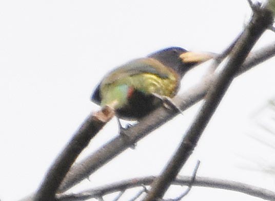 Great Barbet - ML640746489