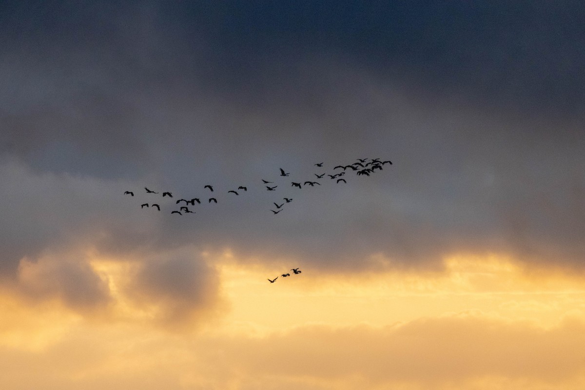 Magpie Goose - ML640746490