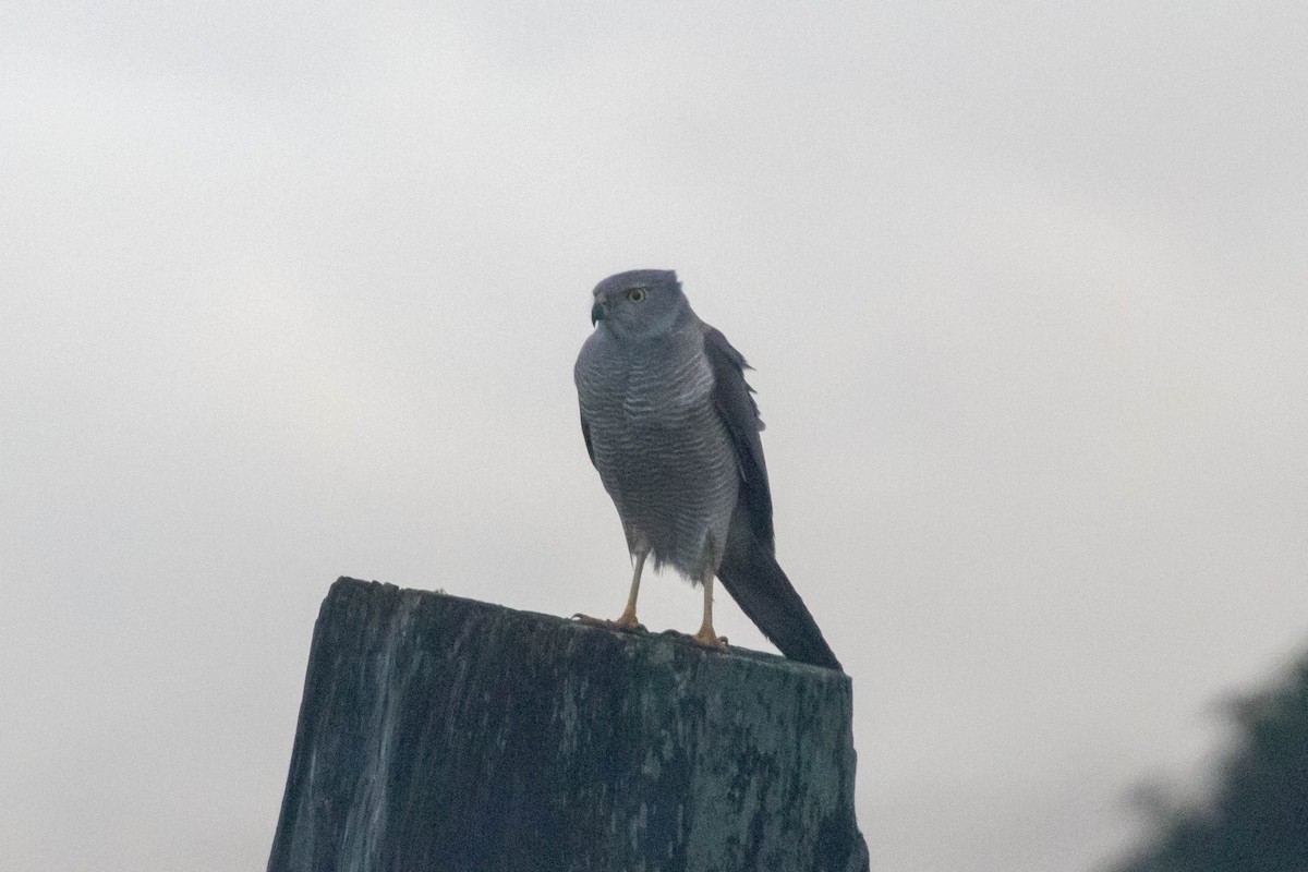 Brown Goshawk - ML640746494