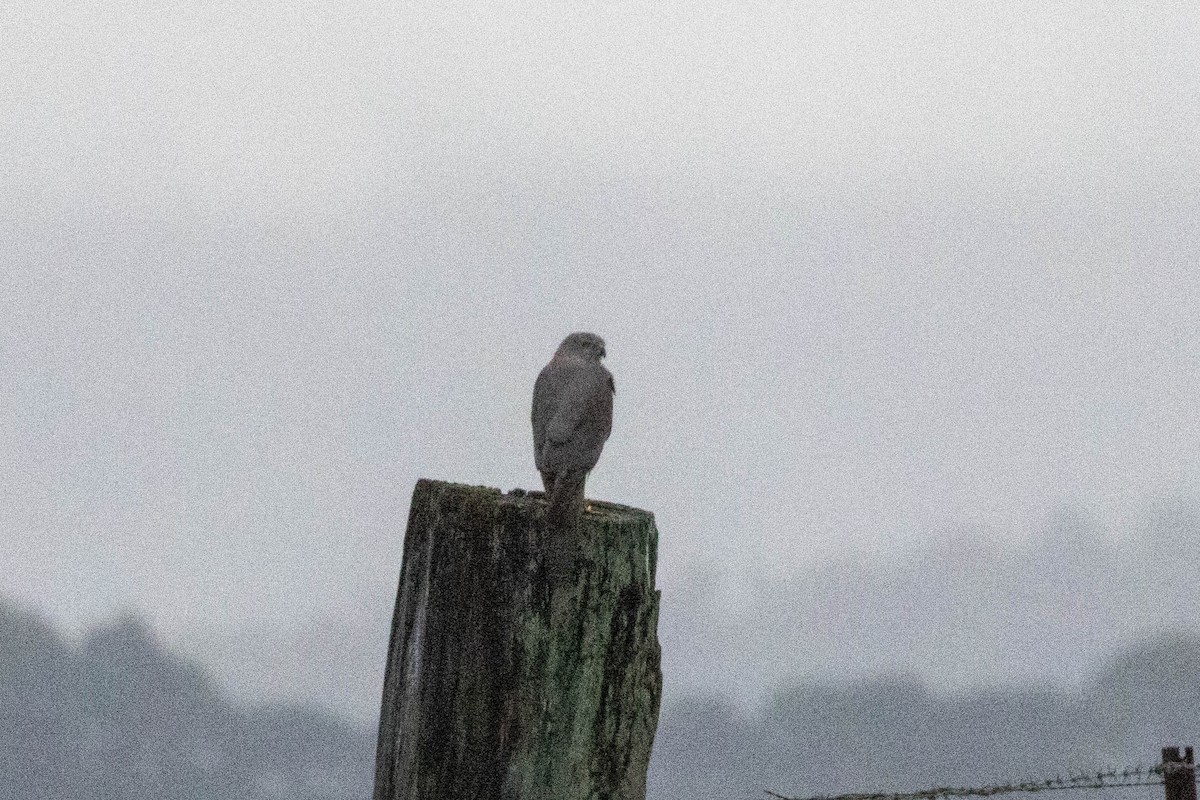 Brown Goshawk - ML640746495
