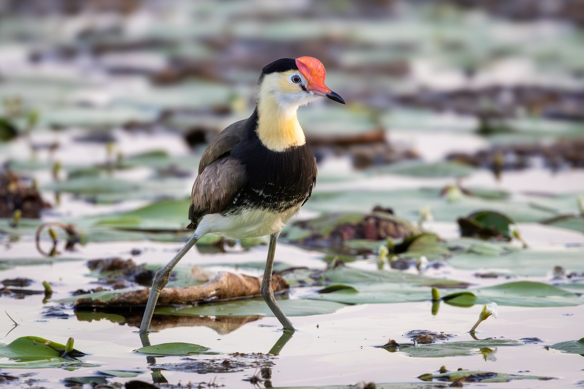 Comb-crested Jacana - ML640746503