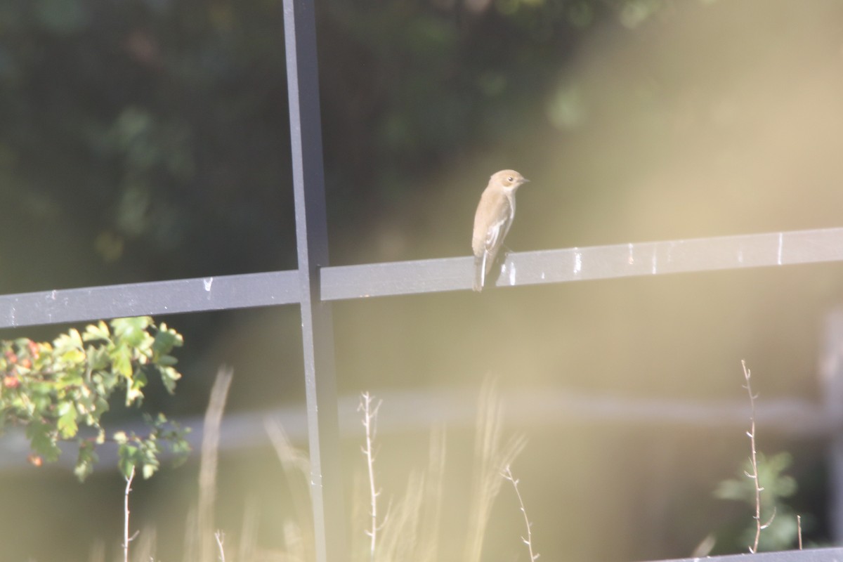 European Pied Flycatcher - ML640746527