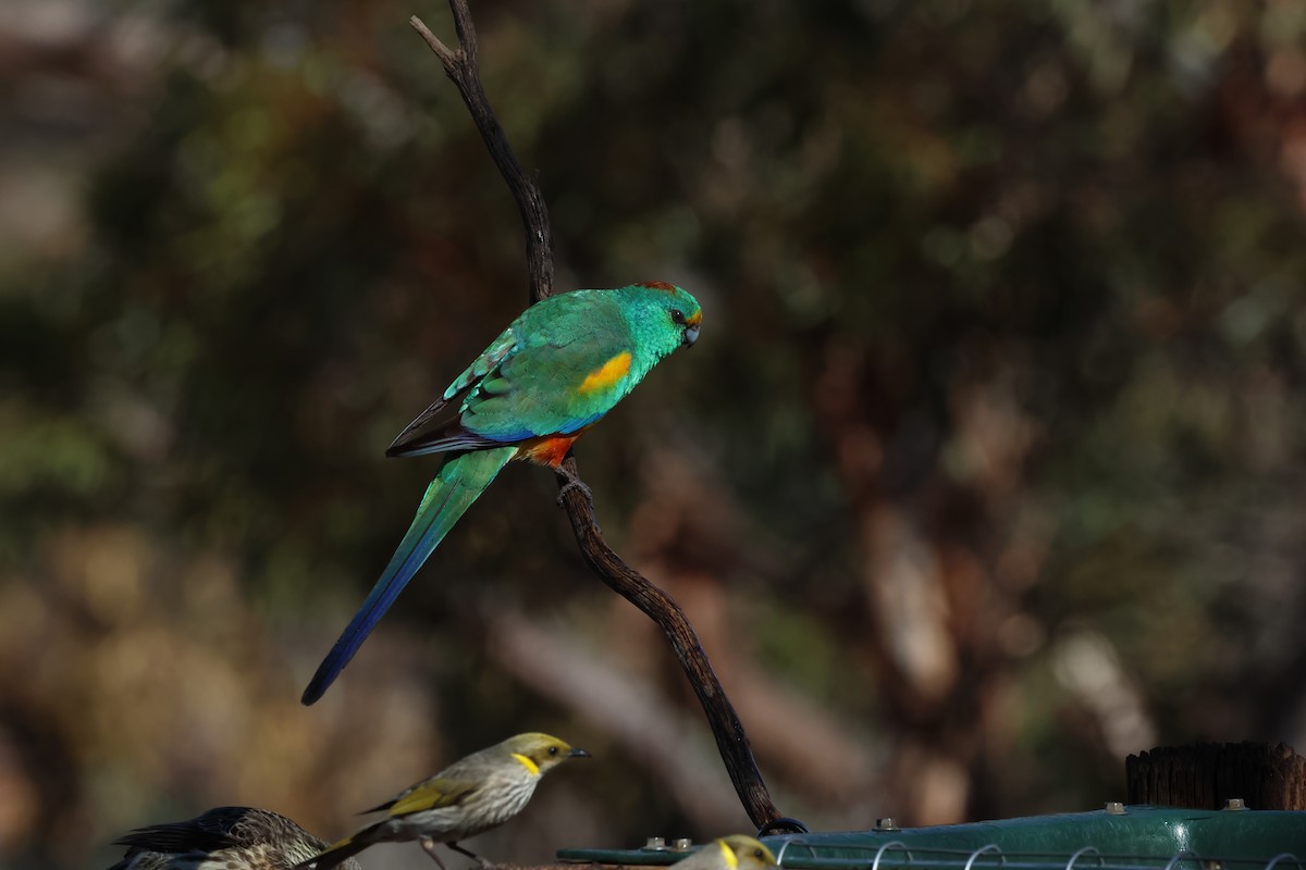 Perico Variado - ML640746541