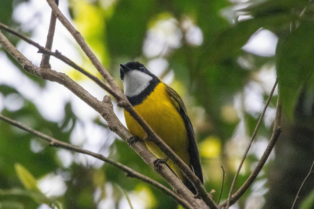 Silbador Dorado - ML640746554