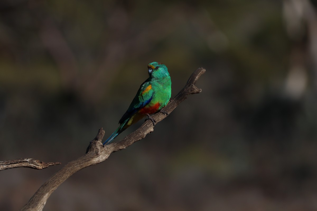 Perico Variado - ML640746566