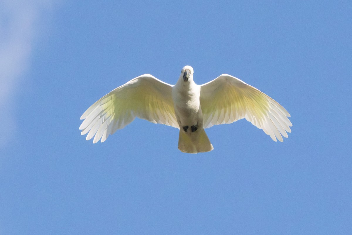 Cacatúa Galerita - ML640746569