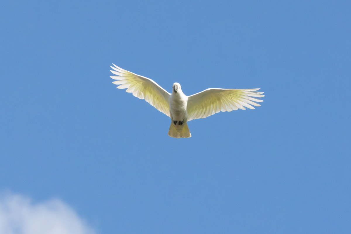 Cacatúa Galerita - ML640746570
