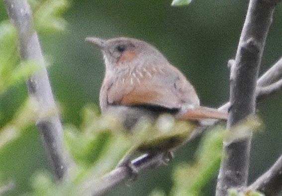 Streaked Laughingthrush - ML640746572