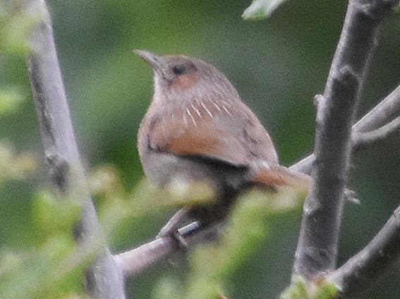 Streaked Laughingthrush - ML640746576