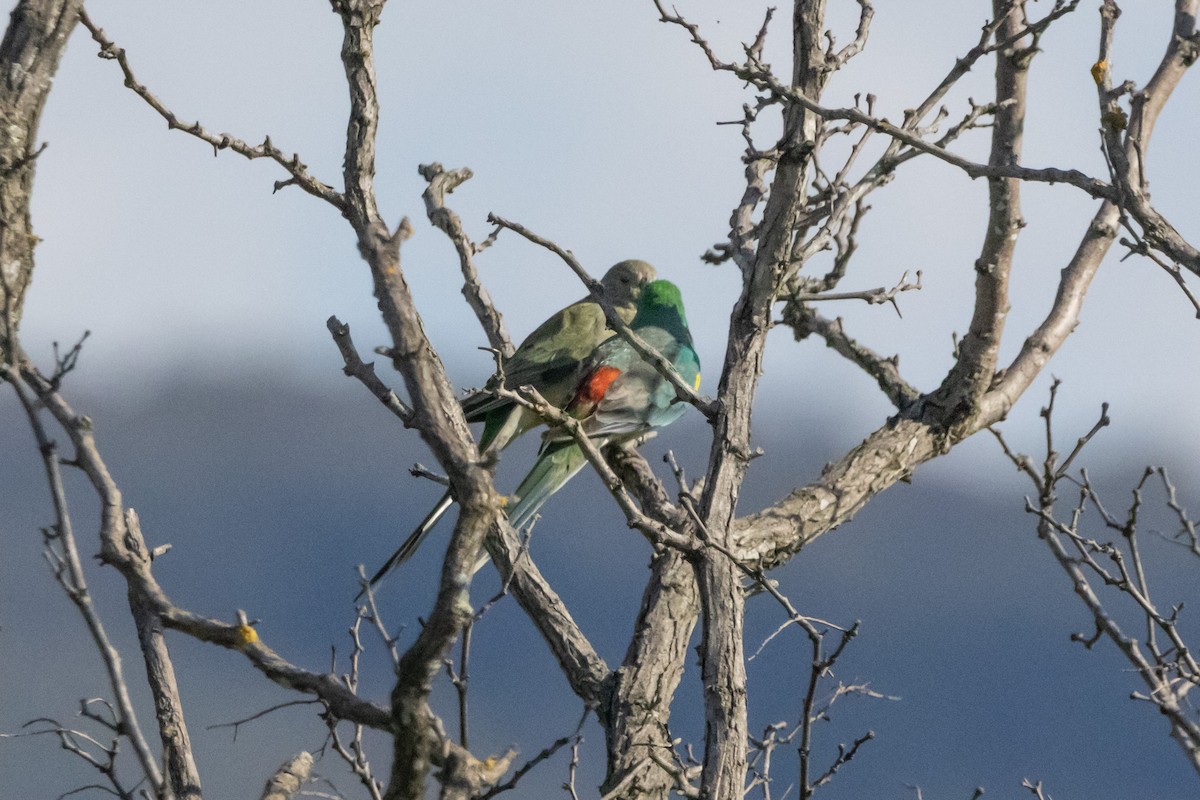 Perico Dorsirrojo - ML640746599