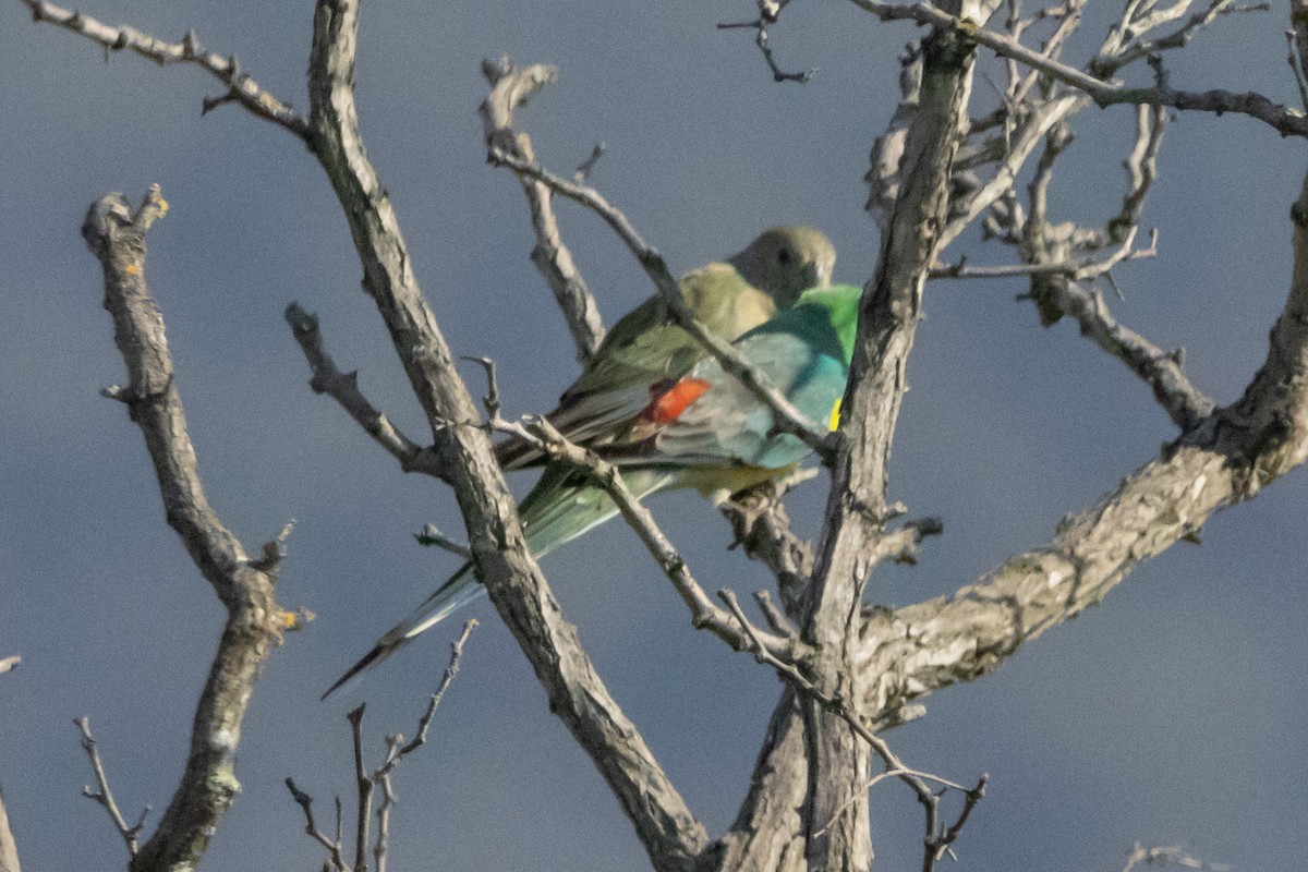 Perico Dorsirrojo - ML640746600