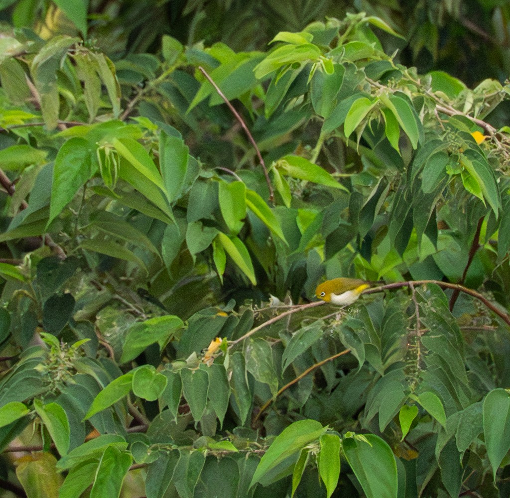 Lowland White-eye - ML640746605