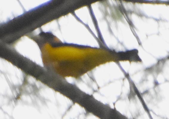 Black-and-yellow Grosbeak - ML640746619