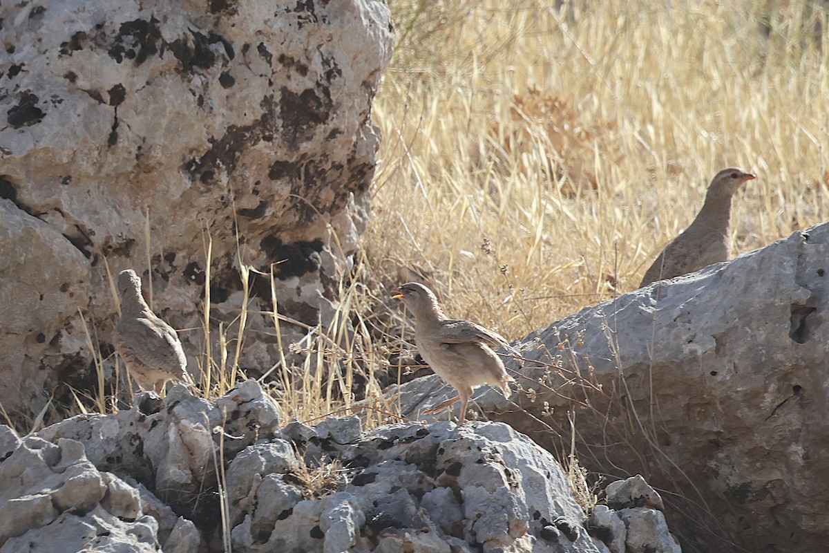 See-see Partridge - ML640746705