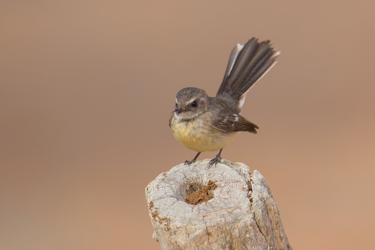 Mangrove Fantail - ML640746744
