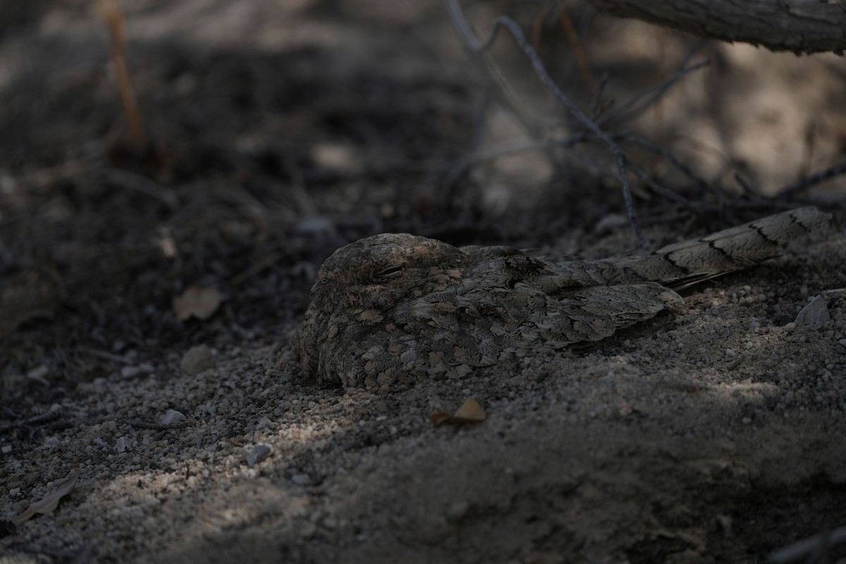 Egyptian Nightjar - ML640746814
