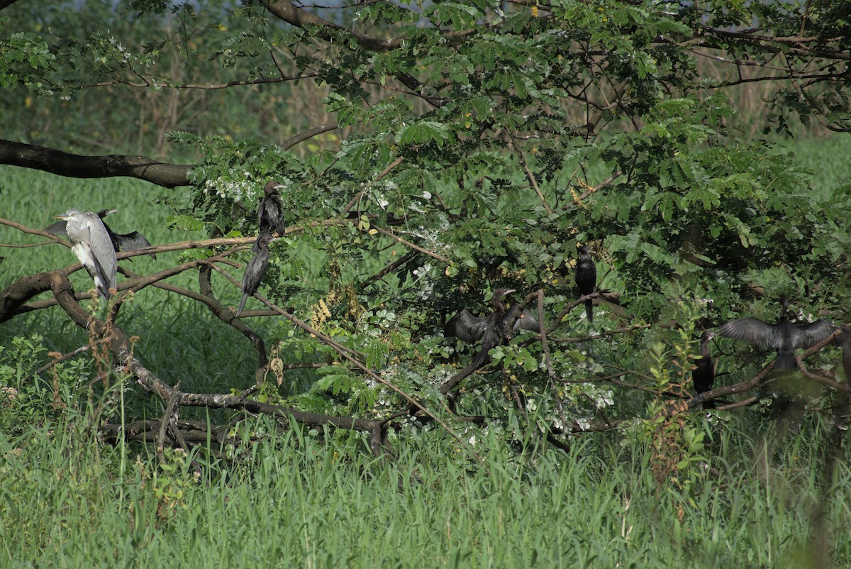 Little Cormorant - ML640746824